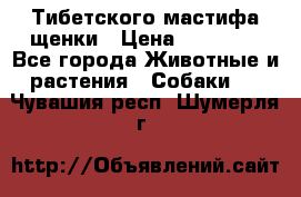  Тибетского мастифа щенки › Цена ­ 10 000 - Все города Животные и растения » Собаки   . Чувашия респ.,Шумерля г.